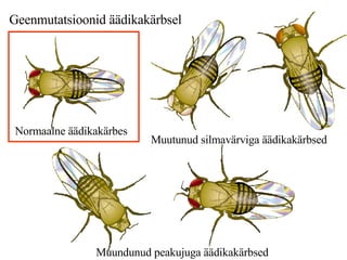 Geenmutatsioonid äädikakärbsel  Normaalne äädikakärbes Muutunud silmavärviga äädikakärbsed Muundunud peakujuga äädikakärbsed 