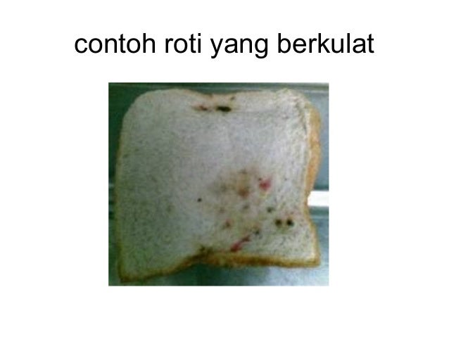 Mikroorganisma tahun 6 Mikroorganisma tahun 6