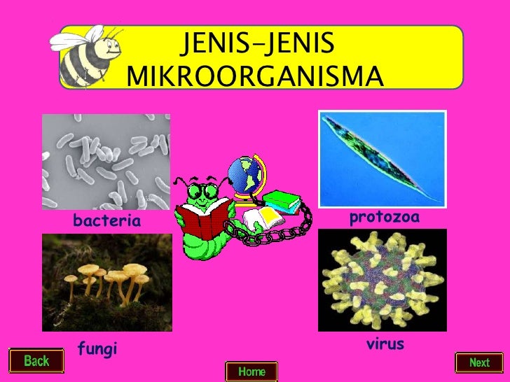 Mikroorganisma tahun 5