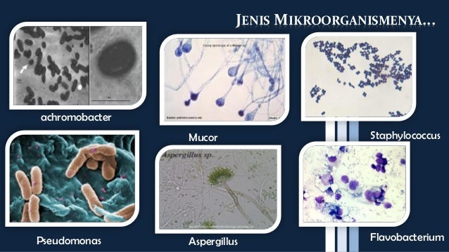 Mikroorganisme Dalam Makanan Tanah Air Dan Udara