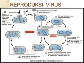 REPRODUKSI VIRUS
 