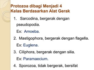 Protozoa dibagi Menjadi 4
Kelas Berdasarkan Alat Gerak
1. Sarcodina, bergerak dengan
pseudopodia.
Ex: Amoeba.
2. Mastigophora, bergerak dengan flagella.
Ex: Euglena.
3. Ciliphora, bergerak dengan silia.
Ex: Paramaecium.
4. Sporozoa, tidak bergerak, bersifat
 