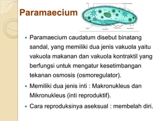 Paramaecium
 Paramaecium caudatum disebut binatang
sandal, yang memiliki dua jenis vakuola yaitu
vakuola makanan dan vakuola kontraktil yang
berfungsi untuk mengatur kesetimbangan
tekanan osmosis (osmoregulator).
 Memiliki dua jenis inti : Makronukleus dan
Mikronukleus (inti reproduktif).
 Cara reproduksinya aseksual : membelah diri.
 