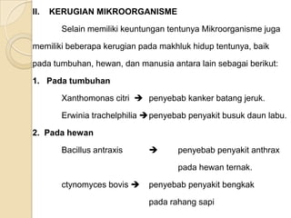 II. KERUGIAN MIKROORGANISME
Selain memiliki keuntungan tentunya Mikroorganisme juga
memiliki beberapa kerugian pada makhluk hidup tentunya, baik
pada tumbuhan, hewan, dan manusia antara lain sebagai berikut:
1. Pada tumbuhan
Xanthomonas citri  penyebab kanker batang jeruk.
Erwinia trachelphilia penyebab penyakit busuk daun labu.
2. Pada hewan
Bacillus antraxis  penyebab penyakit anthrax
pada hewan ternak.
ctynomyces bovis  penyebab penyakit bengkak
pada rahang sapi
 