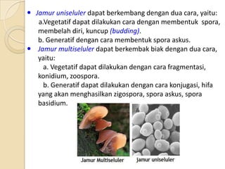 Jamur uniseluler dapat berkembang dengan dua cara, yaitu:
a.Vegetatif dapat dilakukan cara dengan membentuk spora,
membelah diri, kuncup (budding).
b. Generatif dengan cara membentuk spora askus.
 Jamur multiseluler dapat berkembak biak dengan dua cara,
yaitu:
a. Vegetatif dapat dilakukan dengan cara fragmentasi,
konidium, zoospora.
b. Generatif dapat dilakukan dengan cara konjugasi, hifa
yang akan menghasilkan zigospora, spora askus, spora
basidium.
 