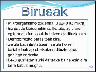 • Mikroorganismo txikienak (0’02- 0’03 mikra).
• Ez daude bizidunekin sailkatuta, zelularen
egitura eta funtzioak betetzen ez dituztelako.
• Derrigorrezko parasitoak dira.
• Zelula bat infektatzean, zelula horren
baliabideak aprobetxatzen dituzte birus
gehiago sortzeko.
• Leku guztietan aurki daitezke baina ezin dira
bere kabuz mugitu. 10
 