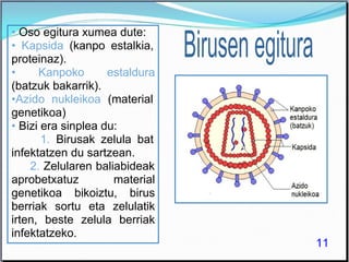 11
• Oso egitura xumea dute:
• Kapsida (kanpo estalkia,
proteinaz).
• Kanpoko estaldura
(batzuk bakarrik).
•Azido nukleikoa (material
genetikoa)
• Bizi era sinplea du:
1. Birusak zelula bat
infektatzen du sartzean.
2. Zelularen baliabideak
aprobetxatuz material
genetikoa bikoiztu, birus
berriak sortu eta zelulatik
irten, beste zelula berriak
infektatzeko.
 