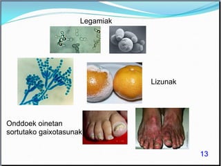 13
Legamiak
Lizunak
Onddoek oinetan
sortutako gaixotasunak
 