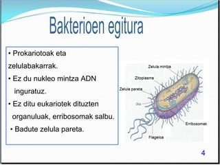 • Prokariotoak eta
zelulabakarrak.
• Ez du nukleo mintza ADN
inguratuz.
• Ez ditu eukariotek dituzten
organuluak, erribosomak salbu.
• Badute zelula pareta.
4
 