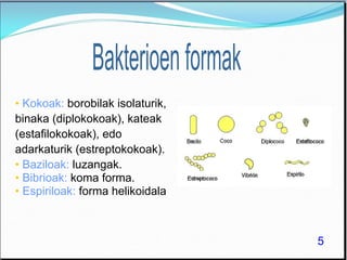 • Kokoak: borobilak isolaturik,
binaka (diplokokoak), kateak
(estafilokokoak), edo
adarkaturik (estreptokokoak).
• Baziloak: luzangak.
• Bibrioak: koma forma.
• Espiriloak: forma helikoidala
5
 
