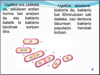 • Ugaltze era zatiketa
da, zelularen erdian
horma bat eratzen
da eta bakterio
batetik bi bakterio
berdinak sortzen
dira.
• Ugaltze abiadura
bizkorra da, bakterio
bat 30minututan zati
daiteke, oso denbora
laburrean bakterio
populazio handiak
lortzen.
9
 