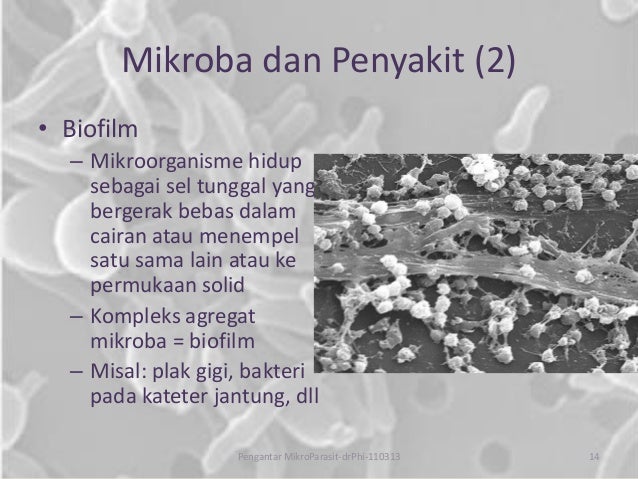 Pengantar Mikrobiologi-Parasitologi
