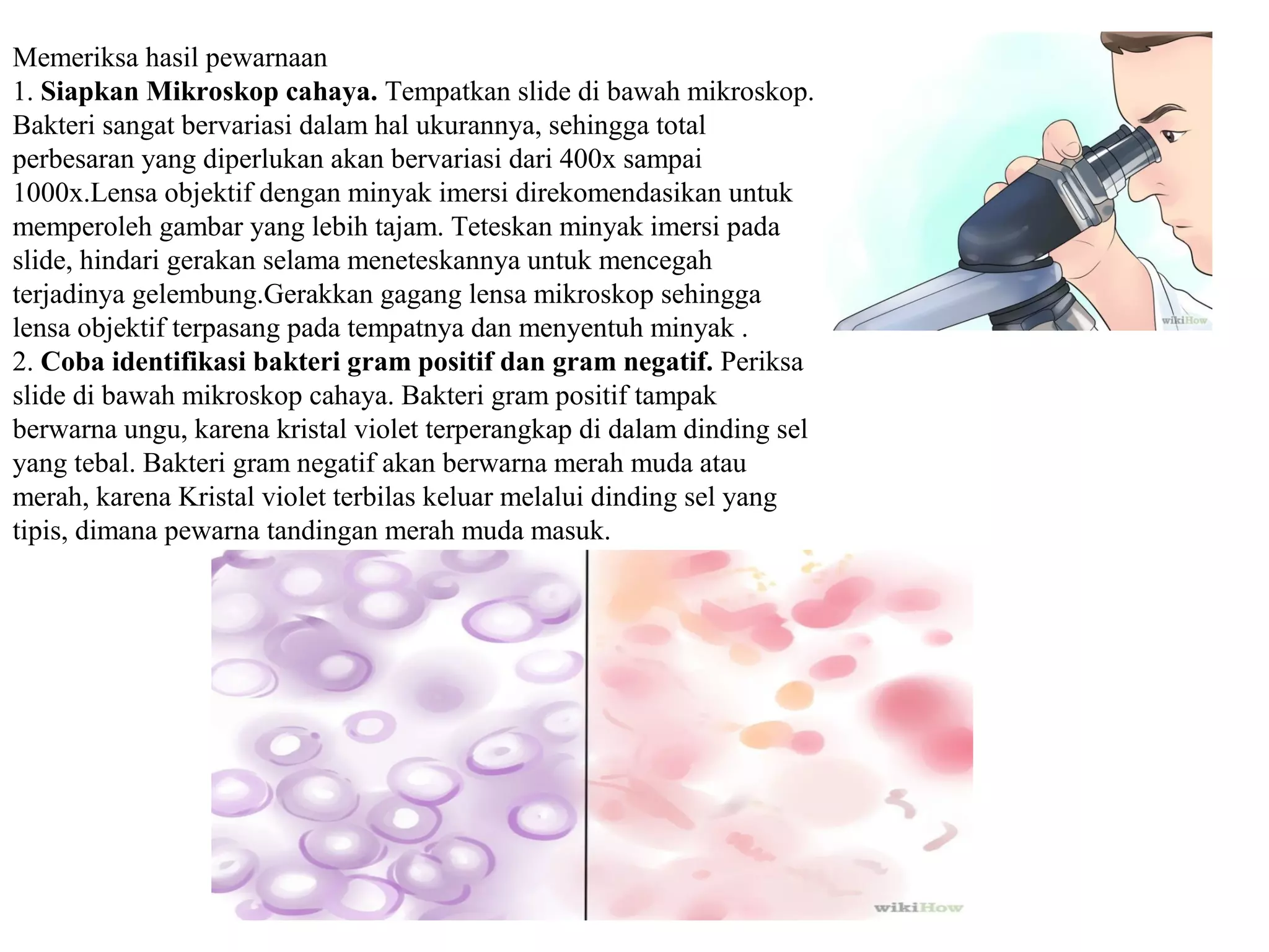 Memeriksa hasil pewarnaan
1. Siapkan Mikroskop cahaya. Tempatkan slide di bawah mikroskop.
Bakteri sangat bervariasi dalam hal ukurannya, sehingga total
perbesaran yang diperlukan akan bervariasi dari 400x sampai
1000x.Lensa objektif dengan minyak imersi direkomendasikan untuk
memperoleh gambar yang lebih tajam. Teteskan minyak imersi pada
slide, hindari gerakan selama meneteskannya untuk mencegah
terjadinya gelembung.Gerakkan gagang lensa mikroskop sehingga
lensa objektif terpasang pada tempatnya dan menyentuh minyak .
2. Coba identifikasi bakteri gram positif dan gram negatif. Periksa
slide di bawah mikroskop cahaya. Bakteri gram positif tampak
berwarna ungu, karena kristal violet terperangkap di dalam dinding sel
yang tebal. Bakteri gram negatif akan berwarna merah muda atau
merah, karena Kristal violet terbilas keluar melalui dinding sel yang
tipis, dimana pewarna tandingan merah muda masuk.
 