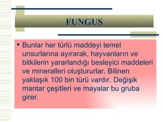 Bunlar her türlü maddeyi temel unsurlarına ayırarak, hayvanların ve bitkilerin yararlandığı besleyici maddeleri ve mineralleri oluştururlar. Bilinen yaklaşık 100 bin türü vardır. Değişik mantar çeşitleri ve mayalar bu gruba girer.  FUNGUS 