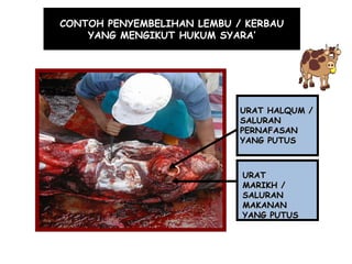 CONTOH PENYEMBELIHAN LEMBU / KERBAU YANG MENGIKUT HUKUM SYARA’ URAT MARIKH / SALURAN MAKANAN YANG PUTUS URAT HALQUM / SALURAN PERNAFASAN YANG PUTUS 