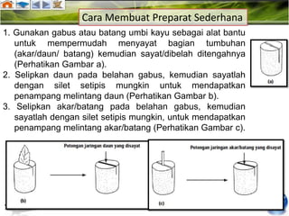 Cara Membuat Preparat Sederhana
1. Gunakan gabus atau batang umbi kayu sebagai alat bantu
   untuk mempermudah menyayat bagian tumbuhan
   (akar/daun/ batang) kemudian sayat/dibelah ditengahnya
   (Perhatikan Gambar a).
2. Selipkan daun pada belahan gabus, kemudian sayatlah
   dengan silet setipis mungkin untuk mendapatkan
   penampang melintang daun (Perhatikan Gambar b).
3. Selipkan akar/batang pada belahan gabus, kemudian
   sayatlah dengan silet setipis mungkin, untuk mendapatkan
   penampang melintang akar/batang (Perhatikan Gambar c).
 