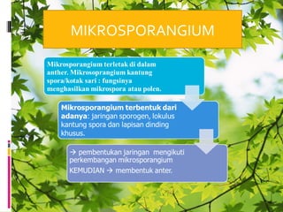 MIKROSPORANGIUM