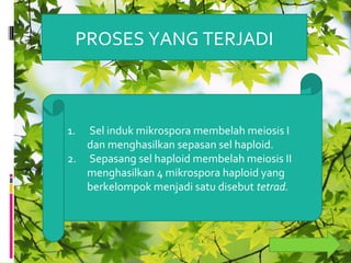 ProsesPROSES YANG TERJADI
1. Sel induk mikrospora membelah meiosis I
dan menghasilkan sepasan sel haploid.
2. Sepasang sel haploid membelah meiosis II
menghasilkan 4 mikrospora haploid yang
berkelompok menjadi satu disebut tetrad.