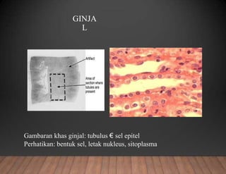 GINJA
L
Gambaran khas ginjal: tubulus € sel epitel
Perhatikan: bentuk sel, letak nukleus, sitoplasma
 