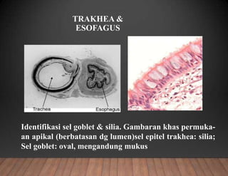 TRAKHEA &
ESOFAGUS
Identifikasi sel goblet & silia. Gambaran khas permuka-
an apikal (berbatasan dg lumen)sel epitel trakhea: silia;
Sel goblet: oval, mengandung mukus
 