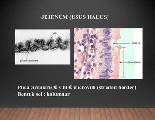 JEJENUM (USUS HALUS)
Plica circularis € villi € microvilli (striated border)
Bentuk sel : kolumnar
 