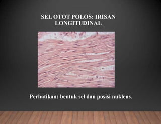 SEL OTOT POLOS: IRISAN
LONGITUDINAL
Perhatikan: bentuk sel dan posisi nukleus.
 