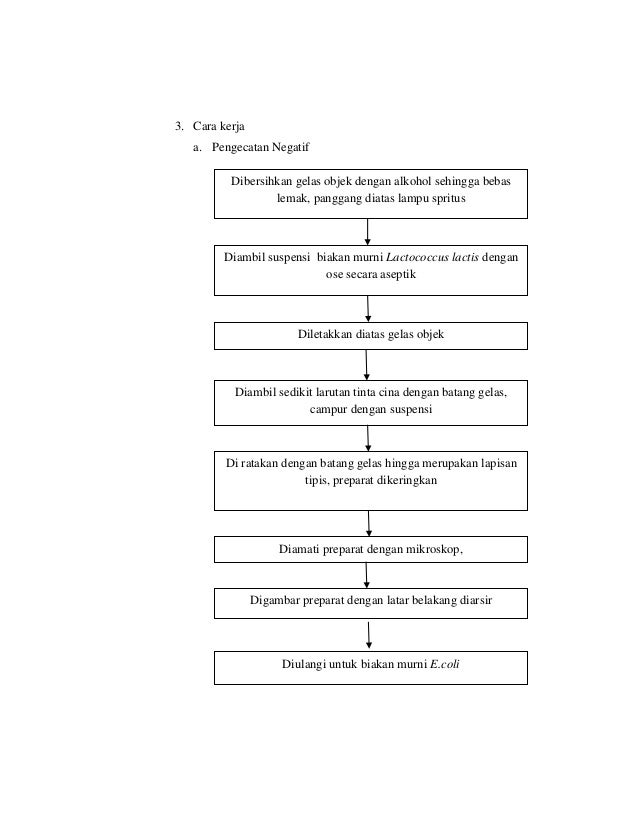 Itp Uns Semester 2 Mikum Acara 2 Pengecatan Bakteri