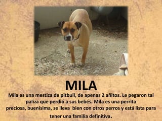 MILA

Mila es una mestiza de pitbull, de apenas 2 añitos. Le pegaron tal
paliza que perdió a sus bebés. Mila es una perrita
preciosa, buenísima, se lleva bien con otros perros y está lista para
tener una familia definitiva.

 
