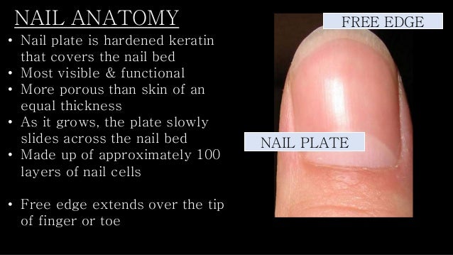 Milady Nail Structure Milady Nail Structure