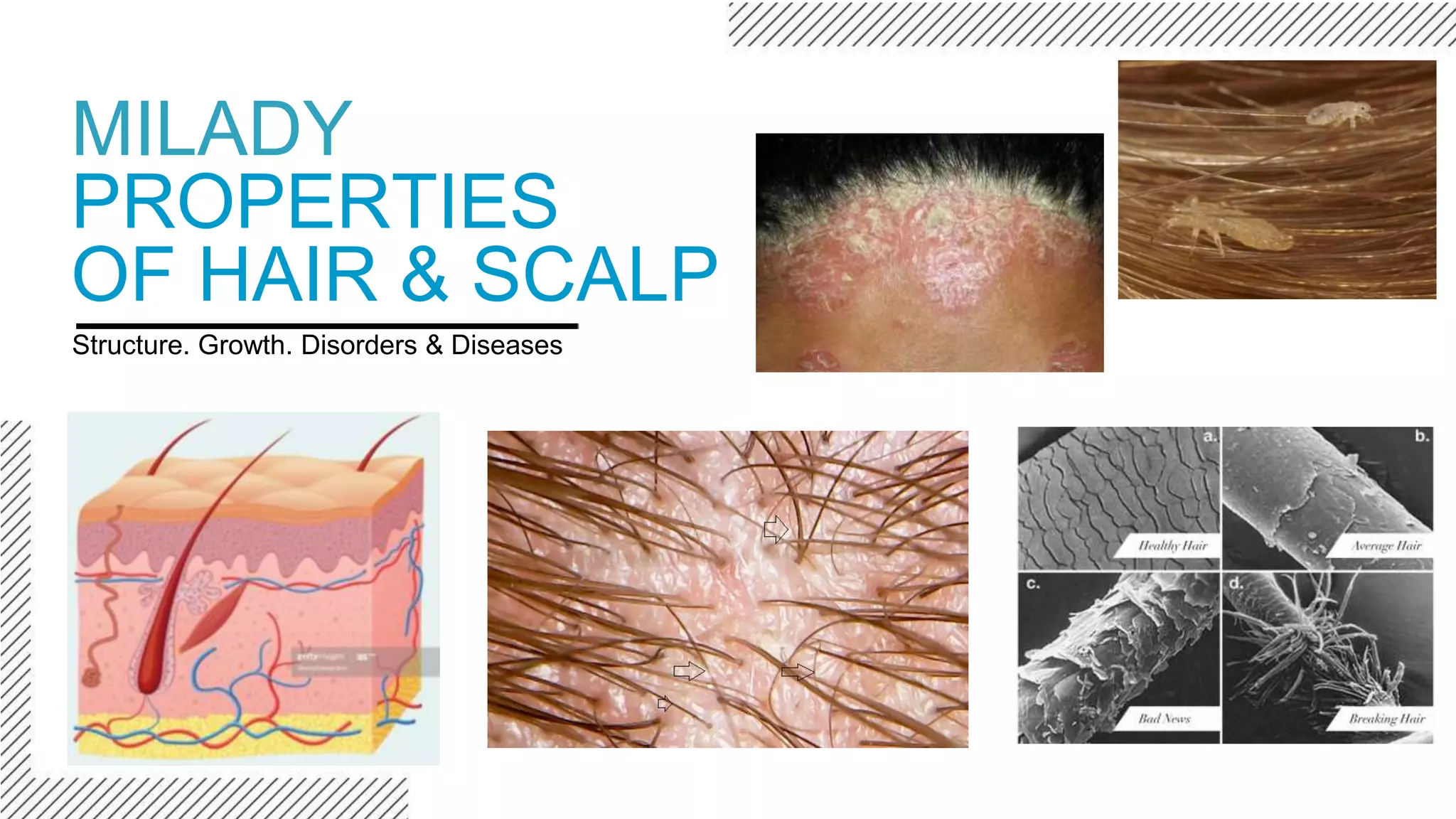 Milady properites of the hair and scalp updated PPT