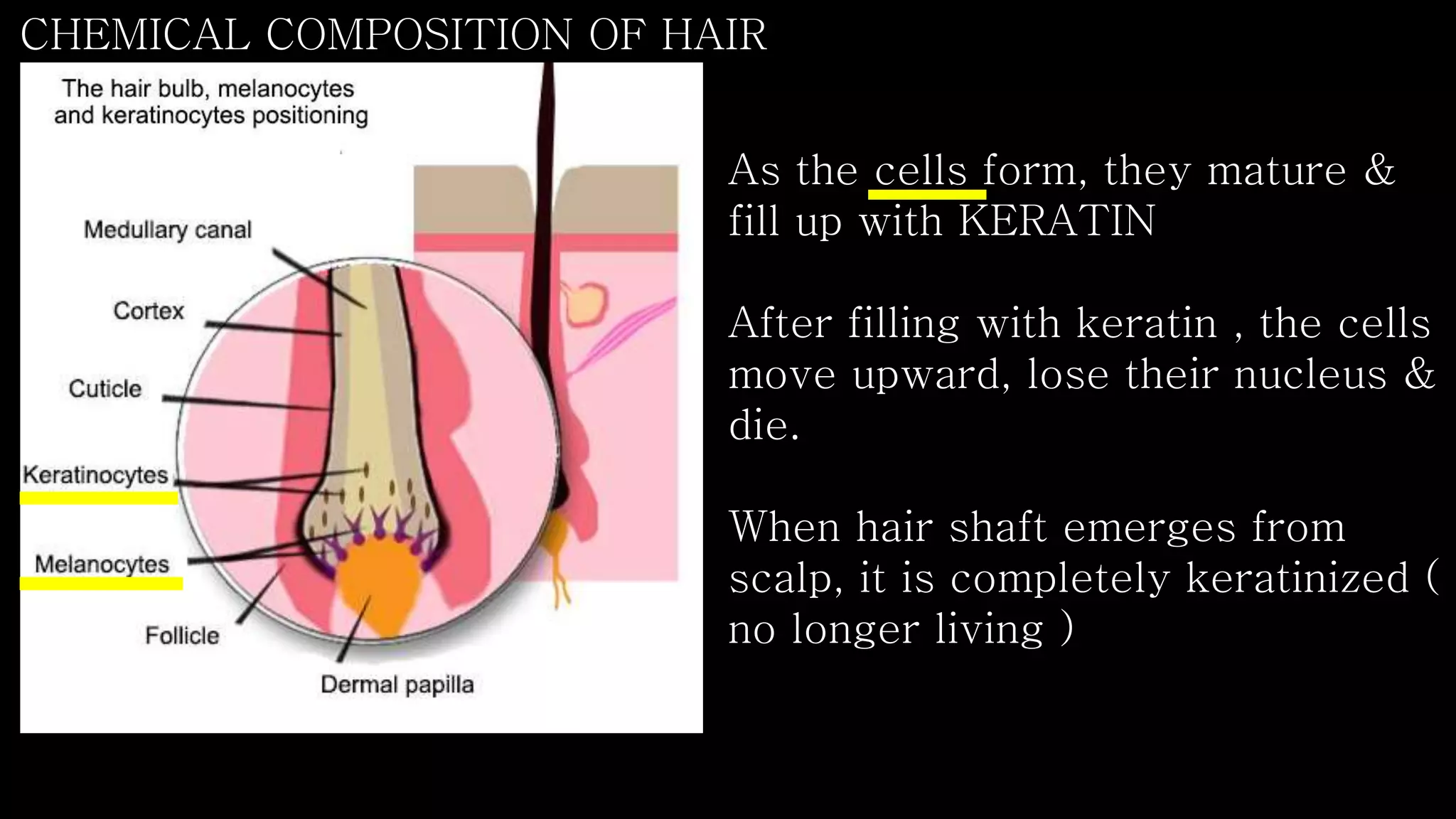 Milady properites of the hair and scalp updated | PPTX