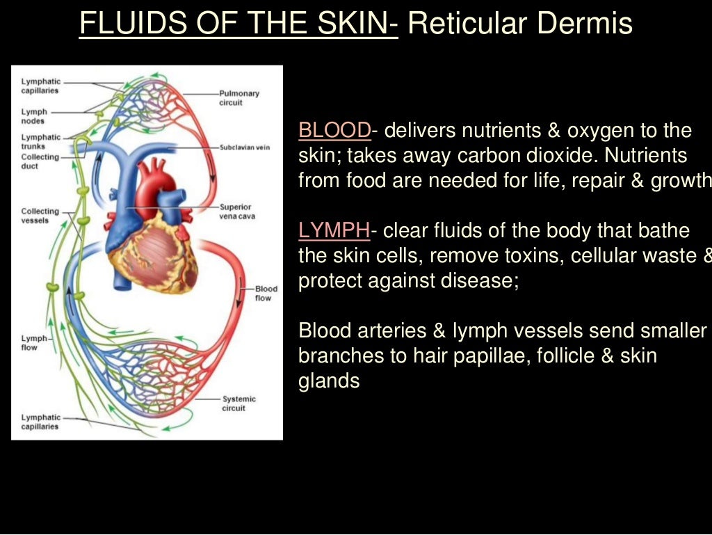 Milady skin structure, growth, nutrition