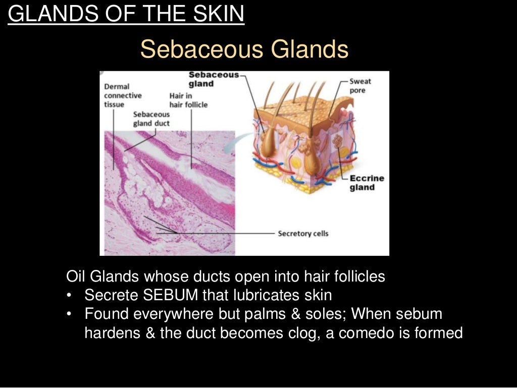 Milady skin structure, growth, nutrition