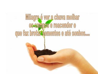 Milagre é ver a chuva molhar os campos e reacender e que faz brotar sementes e até sonhos.... 