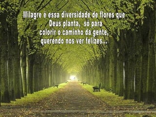 Milagre é essa diversidade de flores que Deus planta,  só para  colorir o caminho da gente, querendo nos ver felizes... 