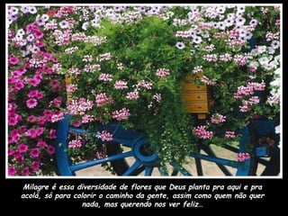 Milagre é essa diversidade de flores que Deus planta pra aqui e pra acolá, só para colorir o caminho da gente, assim como quem não quer nada, mas querendo nos ver feliz… 