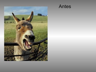 Antes 