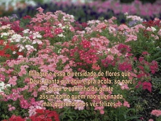 Milagre é essa diversidade de flores que Deus planta pra aqui e pra acolá, só para  colorir o caminho da gente assim como quem não quer nada mas querendo nos ver felizes... 