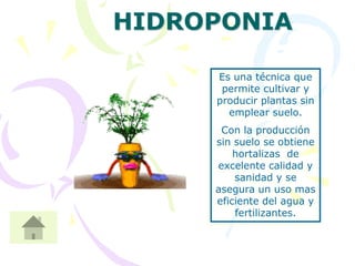 HIDROPONIA

     Es una técnica que
      permite cultivar y
     producir plantas sin
       emplear suelo.
      Con la producción
     sin suelo se obtiene
         hortalizas de
     excelente calidad y
         sanidad y se
     asegura un uso mas
     eficiente del agua y
         fertilizantes.
 