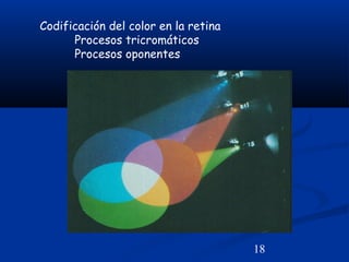 18
Codificación del color en la retina
Procesos tricromáticos
Procesos oponentes
 