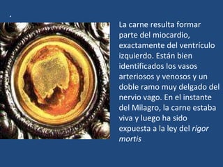 .   La carne resulta formar parte del miocardio, exactamente del ventrículo izquierdo. Están bien identificados los vasos arteriosos y venosos y un doble ramo muy delgado del nervio vago. En el instante del Milagro, la carne estaba viva y luego ha sido expuesta a la ley del  rigor mortis 