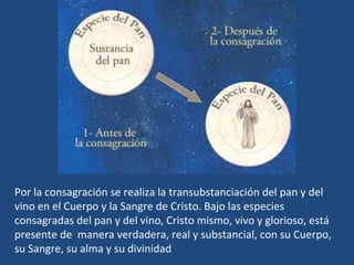 Por la consagración se realiza la transubstanciación del pan y del vino en el Cuerpo y la Sangre de Cristo. Bajo las especies consagradas del pan y del vino, Cristo mismo, vivo y glorioso, está presente de  manera verdadera, real y substancial, con su Cuerpo,  su Sangre, su alma y su divinidad 