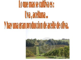 Lo que mas se cultiva es :  Uva , aceituna ..  Y hay una gran produccion de aceite de oliva.  