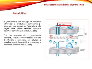 In Italia in ambito pediatrico:
- S. pneumoniae è resistente alla penicillina in <10% dei casi
Beta-lattamici: antibiotici...