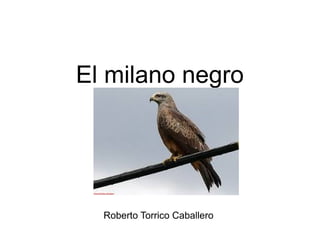 El milano negro
Roberto Torrico Caballero
 