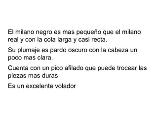 El milano negro es mas pequeño que el milano
real y con la cola larga y casi recta.
Su plumaje es pardo oscuro con la cabe...