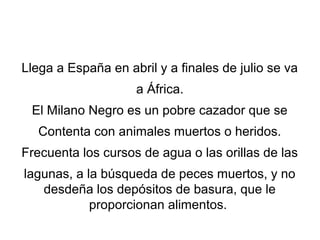 Llega a España en abril y a finales de julio se va
a África.
El Milano Negro es un pobre cazador que se
Contenta con animales muertos o heridos.
Frecuenta los cursos de agua o las orillas de las
lagunas, a la búsqueda de peces muertos, y no
desdeña los depósitos de basura, que le
proporcionan alimentos.
 