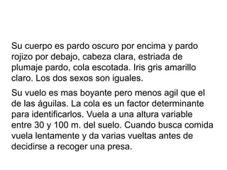 Su cuerpo es pardo oscuro por encima y pardo
rojizo por debajo, cabeza clara, estriada de
plumaje pardo, cola escotada. Iris gris amarillo
claro. Los dos sexos son iguales.
Su vuelo es mas boyante pero menos agil que el
de las águilas. La cola es un factor determinante
para identificarlos. Vuela a una altura variable
entre 30 y 100 m. del suelo. Cuando busca comida
vuela lentamente y da varias vueltas antes de
decidirse a recoger una presa.
 