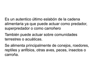 Es un autentico último eslabón de la cadena
alimentaria ya que puede actuar como predador,
superpredador o como carroñero
También puede actuar sobre comunidades
terrestres o acuáticas.
Se alimenta principalmente de conejos, roedores,
reptiles y anfibios, otras aves, peces, insectos o
carroña.
 