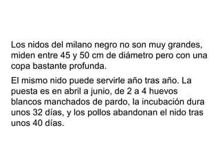 Los nidos del milano negro no son muy grandes,
miden entre 45 y 50 cm de diámetro pero con una
copa bastante profunda.
El ...